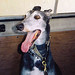 Cynthia Boyer Photo 23