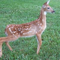 Robert Heckman Photo 18