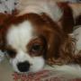 Elizabeth Molloy Photo 25