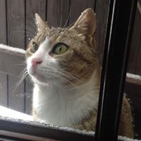 Laurence Russo Photo 3