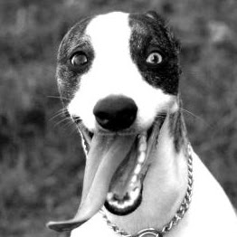 Richard Dwyer Photo 35 Richard Dwyer Photo 35