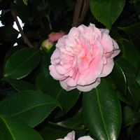 Janet Ellis Photo 32