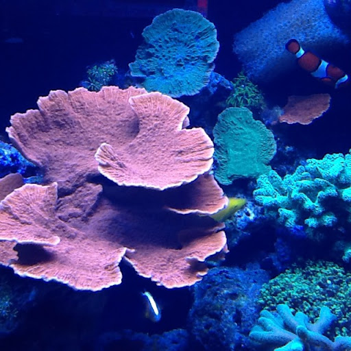 David Gaskins Photo 38