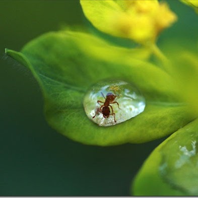 Susan Seymour Photo 18