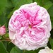 Jane Rose Photo 38