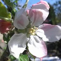 Bethany Wyman Photo 8