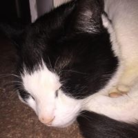 Lisa Meadows Photo 11