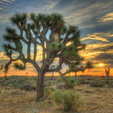 Robert Crites Photo 17