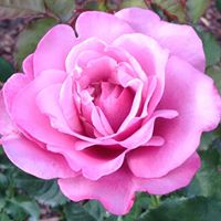 Cheryl Field Photo 36