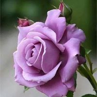 Phyllis Gill Photo 32