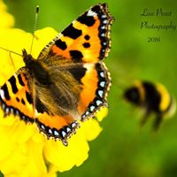 Lisa Blewitt Photo 5