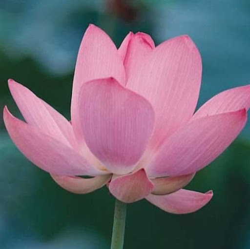 Xing Zheng Photo 25