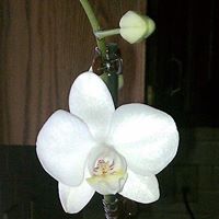 Kimberly Arnold Photo 18