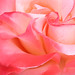 Rose Flowers Photo 24