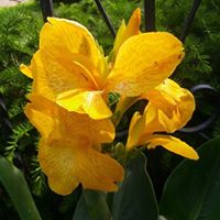 Debra Swartz Photo 13