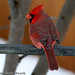 Dave Cardinal Photo 13