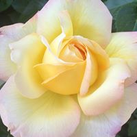 Andrea Long Photo 37