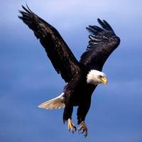 Roger Cornell Photo 24