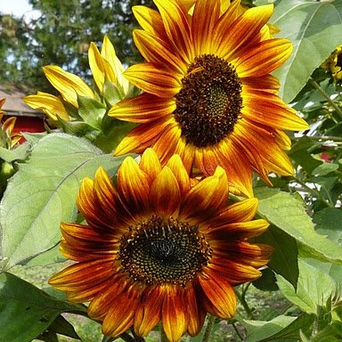 Agnes Jones Photo 31