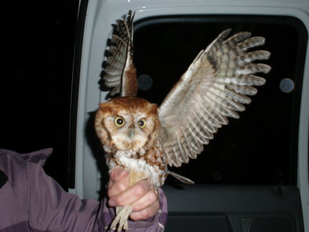 Dawn Harris Photo 20