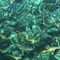 Elizabeth Olsen Photo 44