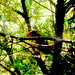 Richard Cardinal Photo 22