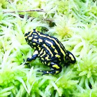 Janette Ireland Photo 3