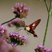 Teresa Jacks Photo 17