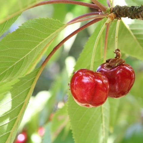 Rachel Worley Photo 33