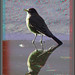 Robin Rains Photo 27