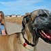 Fawn Chandler Photo 6