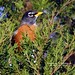 Robin Scott Photo 21