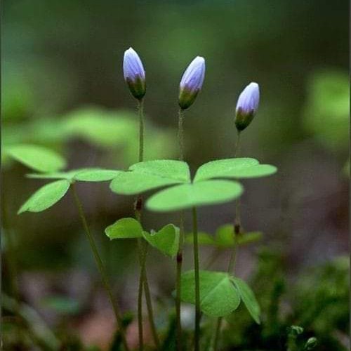 Anne Harvey Photo 38