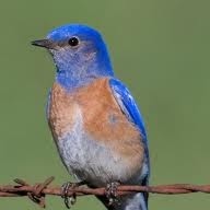 Ruth Lindley Photo 5