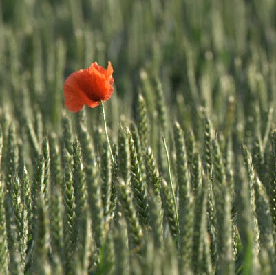 Paul Jarvis Photo 22