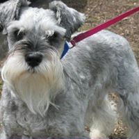 Max Ramirez Photo 16