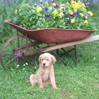 Nancy Foote Photo 7