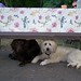 Sandy Murphy Photo 7