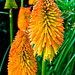 Carol Stauffer Photo 24