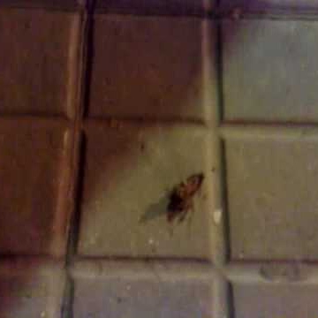 Jesus Calvo Photo 24