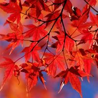 Stacey Irvin Photo 24