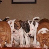 Shelley Fernandez Photo 8