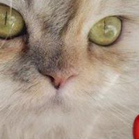 Kathleen Randall Photo 24