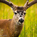 Cynthia Buck Photo 32