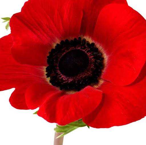 Karen Boyle Photo 40