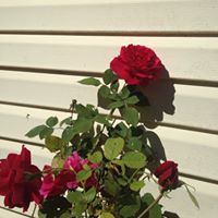 Helen Roberson Photo 20