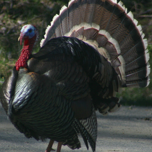 Michele Cruz Photo 8