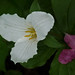 Dawn Nadeau Photo 19