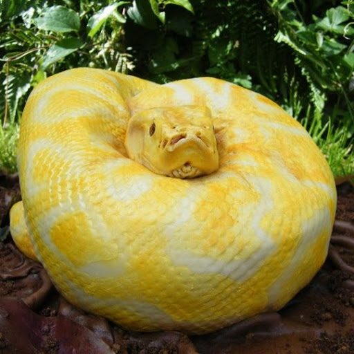 Samuel Barber Photo 8