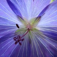 Janet Monaghan Photo 10